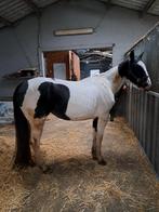 Dpony, Dieren en Toebehoren
