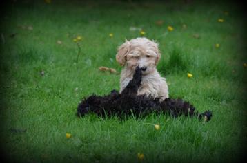 Maltipoo pups beschikbaar voor biedingen