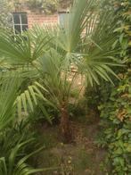 Palmboom tracycarpus, Ophalen, Palmboom