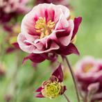 Aquilegia vulgaris ‘Winky Double Red & White’, Ophalen, Lente