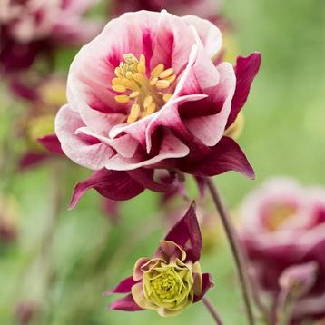 Aquilegia vulgaris ‘Winky Double Red & White’ beschikbaar voor biedingen