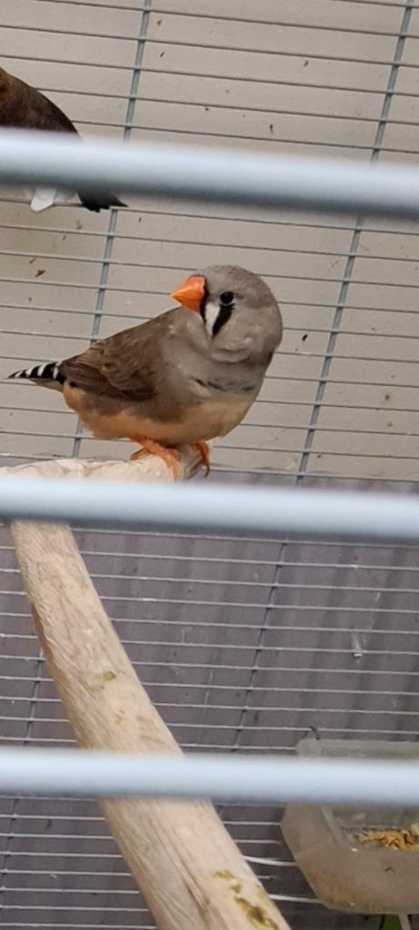 Diamant mandarin femelle, Dieren en Toebehoren, Pluimvee, Vrouwelijk