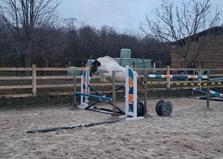 Toffe en unieke, bonte 2 jarige ponymerrie Pablo x Amor DJ, Dieren en Toebehoren, Paarden, Merrie, Onbeleerd, Minder dan 160 cm