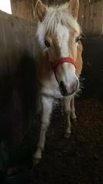 Weide gezocht eigen beheer, Dieren en Toebehoren, Weidegang, 2 of 3 paarden of pony's