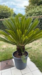 Cycas revoluta (vredespalm, Tuin en Terras, Planten | Tuinplanten, Ophalen