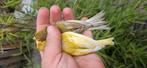 Raza Español koppel te koop, Dieren en Toebehoren, Vogels | Kanaries, Meerdere dieren, Kleurkanarie