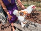 Brahma hanen, Dieren en Toebehoren, Pluimvee, Mannelijk, Kip