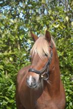 Ruin te koop, Dieren en Toebehoren, Ruin, L