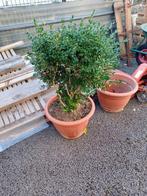 Buxus met pot, Tuin en Terras, Ophalen of Verzenden