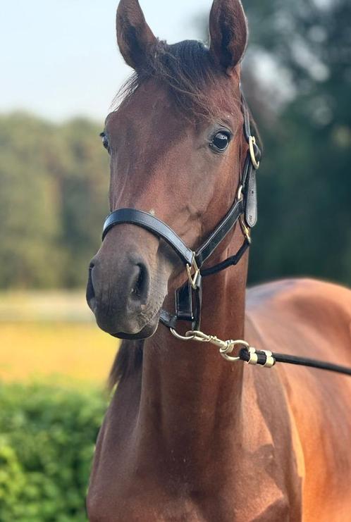 Jovian x Glamourdale Jaarling Te Koop, Animaux & Accessoires, Chevaux, Étalon, Non dressé, 0 à 2 ans, Cheval de dressage, Avec pedigree