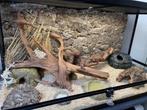 Terrarium désertique., Dieren en Toebehoren, Ophalen, Zo goed als nieuw, Terrarium of Paludarium