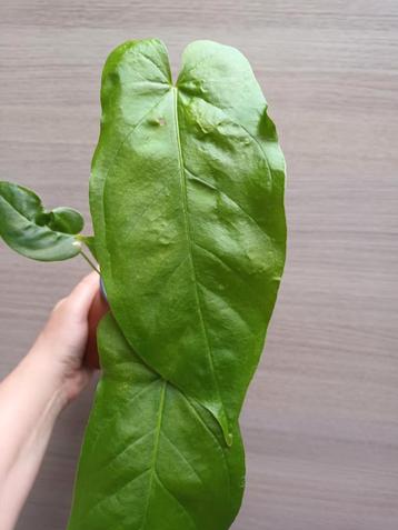Anthurium bullatus x beschikbaar voor biedingen