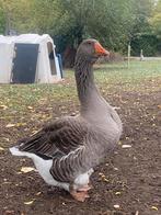 Toulouse gans (haan), Dieren en Toebehoren, Pluimvee, Mannelijk, Gans of Zwaan