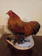 Taxidermie opgezette vogel, Verzamelen, Dierenverzamelingen, Ophalen of Verzenden, Zo goed als nieuw, Vogel, Opgezet dier