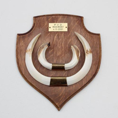 Groot schild tanden EVERZWIJN / WILD ZWIJN - Ardennen (#N), Verzamelen, Dierenverzamelingen, Zo goed als nieuw, Overige typen
