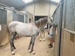 PRE jaarling hengst, Dieren en Toebehoren, Paarden, Gechipt, Niet van toepassing, Dressuurpaard, 0 tot 2 jaar