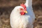 witte leghorn meest productieve kip vanaf 9,5 euro, Dieren en Toebehoren, Vrouwelijk, Kip