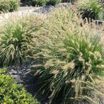 Siergrassen Pennisetum alopecuroides, Tuin en Terras, Planten | Tuinplanten, Ophalen, Siergrassen