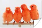 Gezocht: rood,wit, geel, Dieren en Toebehoren