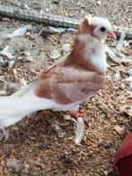 Mooie duifjed, Dieren en Toebehoren, Vogels | Duiven