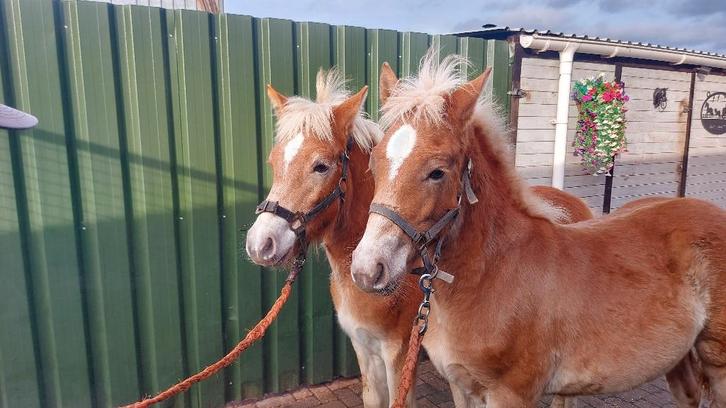 2Span mooie haflinger veulens, Dieren en Toebehoren, Paarden, Meerdere dieren