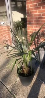 Palmboom, Tuin en Terras, Planten | Bomen, 100 tot 250 cm, Palmboom, Ophalen, Volle zon