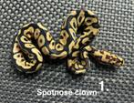 Python regius - spotnose clown male, Dieren en Toebehoren