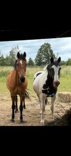 Twee hele toffe paarden te koop enkel recreatie/pensioen, Dieren en Toebehoren, Meerdere dieren, Recreatiepaard, 11 jaar of ouder