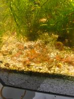 Aquarium slakjes, Dieren en Toebehoren