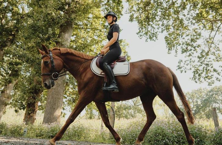 Verzorgpony gezocht!, Dieren en Toebehoren, Pony's