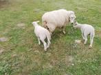 Ooi en 2 ramlammeren, Dieren en Toebehoren, Schapen, Geiten en Varkens, Schaap