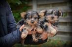Yorkshire Terrier pups bleu merle, Yorkshire Terriër, België, CDV (hondenziekte), 8 tot 15 weken
