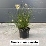 Siergrassen!, Tuin en Terras, Planten | Tuinplanten, Ophalen, Siergrassen