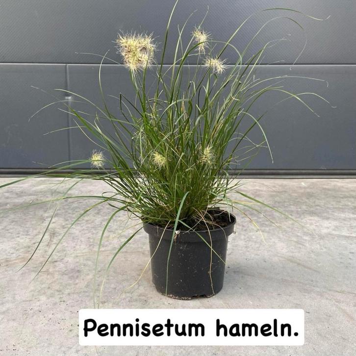 Siergrassen!, Tuin en Terras, Planten | Tuinplanten, Siergrassen, Ophalen