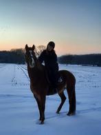 Knappe vos merrie, Dieren en Toebehoren, Paarden, Merrie, Gechipt, L, 160 tot 165 cm