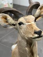 Te koop taxidermie kudu, Ophalen of Verzenden
