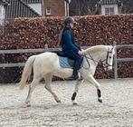 New Forest C pony kindvriendelijk, Dieren en Toebehoren, Merrie, Met stamboom, 11 jaar of ouder, Recreatiepony