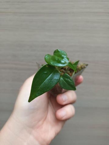 Anthurium veitchii x  beschikbaar voor biedingen