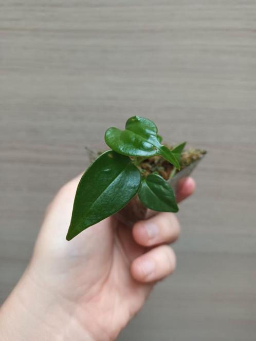 Anthurium veitchii x, Huis en Inrichting, Kamerplanten, Ophalen of Verzenden