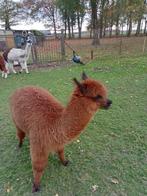 jonge alpaca hengst, Dieren en Toebehoren, Februari, Mannelijk