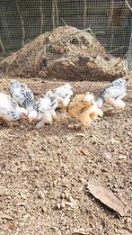 Brahma krielen, Dieren en Toebehoren
