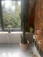 Cactus 185 cm hoog, Maison & Meubles, Plantes d'intérieur, Cactus, 150 à 200 cm, Enlèvement