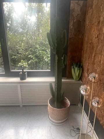 Cactus 185 cm hoog