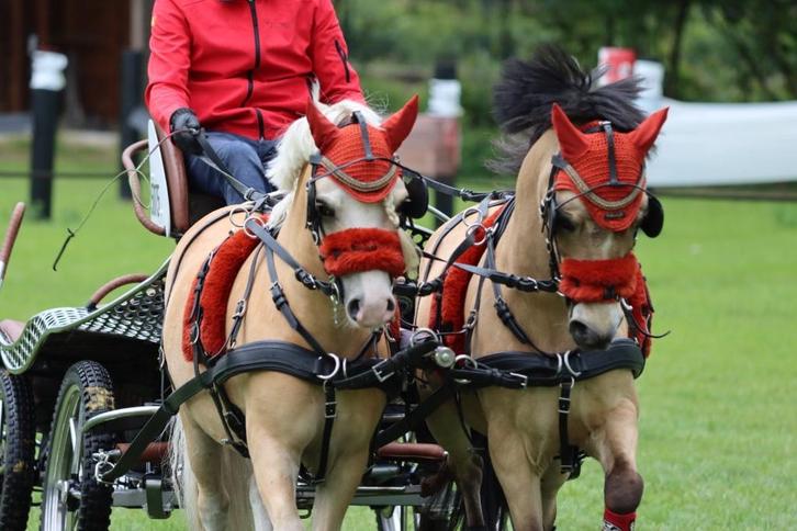 Ruitertje gezocht, Dieren en Toebehoren, Stalling en Weidegang, Stalling, Weidegang, 1 paard of pony