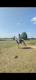 3 jarige nakomeling Darling O Lena Lynx, Dieren en Toebehoren, Paarden, Hengst, Zadelmak