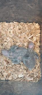 Cornure molinae voor baby's, Dieren en Toebehoren, Reptielen en Amfibieën