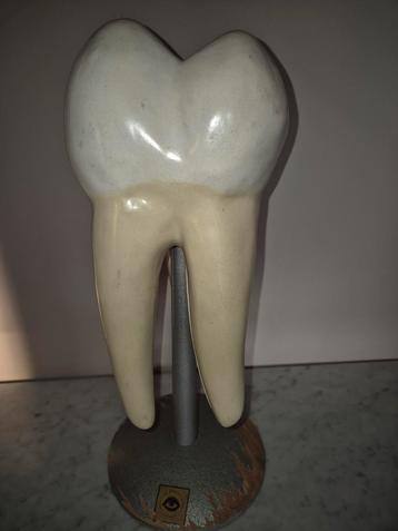 Oud lesmodel tand  hoogte 36 cm , groot didactisch model beschikbaar voor biedingen