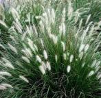 Pennisetum 'Little bunny', Enlèvement, Été