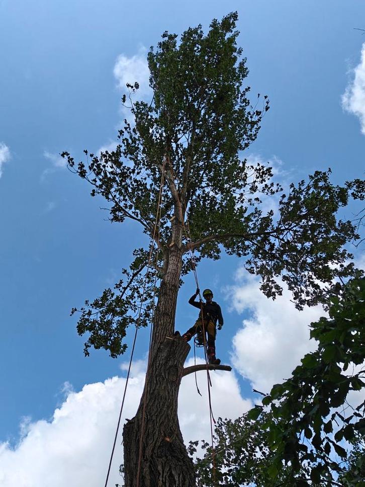 Proffesioneel verwijderen van bomen en stronken, Tuin en Terras, Tuinhekken en Hekwerk, Ophalen