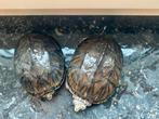 Twee waterschildpadden + toebehoren, Dieren en Toebehoren, Reptielen en Amfibieën, 0 tot 2 jaar, Schildpad, Met terrarium